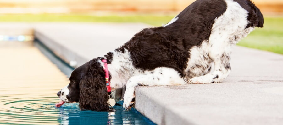 How to Stop Your Dog from Begging at the Table